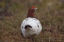 Moorschneehuhn130509061450