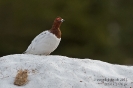 Moorschneehuhn130510054050