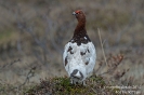 Moorschneehuhn140608105422