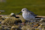 Alpenstrandläufer211008112824