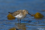 Alpenstrandläufer211008113304