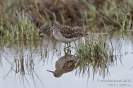 Bruchwasserläufer130511053837