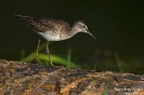 Bruchwasserläufer150805074840