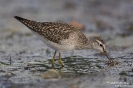 Bruchwasserläufer150902185753