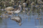 Bruchwasserläufer180904082450