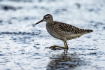 Bruchwasserläufer220829171959