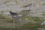 Dunkelwasserlaeufer260819102452