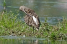 GrosserBrachvogel110716161616