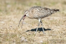 GrosserBrachvogel130504144430