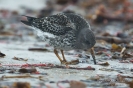 Meerstrandläufer121018103810