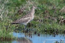 Regenbrachvogel070408135700