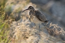 Regenbrachvogel120806191913