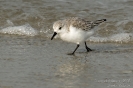 Sanderling081010113741