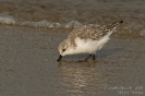 Sanderling081010113827