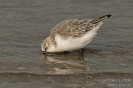 Sanderling081010113947_01