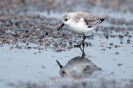 Sanderling110124105004