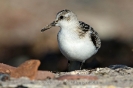 Sanderling111014104918