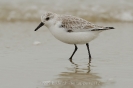 Sanderling120224150724