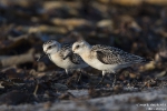 Sanderling181015172055