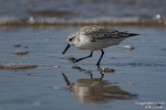 Sanderling240305114555