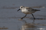 Sanderling240305114832