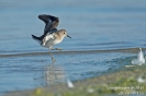 Temminckstrandläufer140916174158