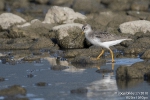 Terekwasserläufer180910084342-(1)