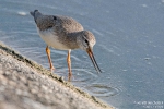 Terekwasserläufer190909182223-(1)