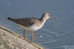 Terekwasserläufer190909182228