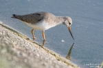 Terekwasserläufer190909182229