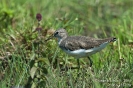 Waldwasserläufer070804131519