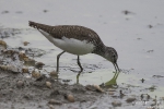 Waldwasserläufer170709104034