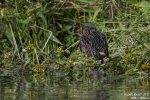 Tüpfelsumpfhuhn170920154901