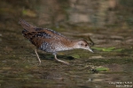 Zwergsumpfhuhn200824092148