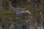 Zwergsumpfhuhn200824093205-(1)