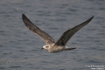Mittelmeermöwe260816100215