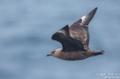 Skua160622124152