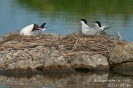 Flussseeschwalbe070606194731