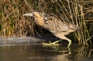 Rohrdommel120212154548