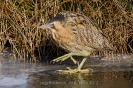 Rohrdommel120212154558