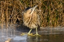 Rohrdommel120212154700