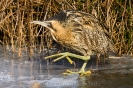 Rohrdommel120212154716