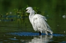 Seidenreiher110828170440