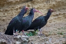 Waldrapp140206133926