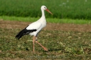 Weissstorch111005172052