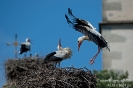 Weissstorch140510113357