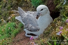 Eissturmvogel090616140135