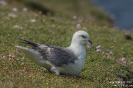 Eissturmvogel160622115737