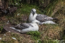 Eissturmvogel160622125750