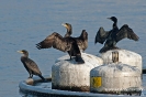 Kormoran060115152601